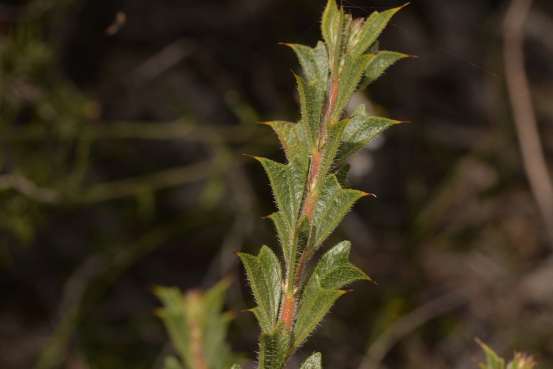 Acacia forrestiana photo 2