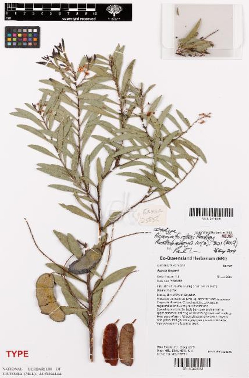 Acacia forsteri photo 2