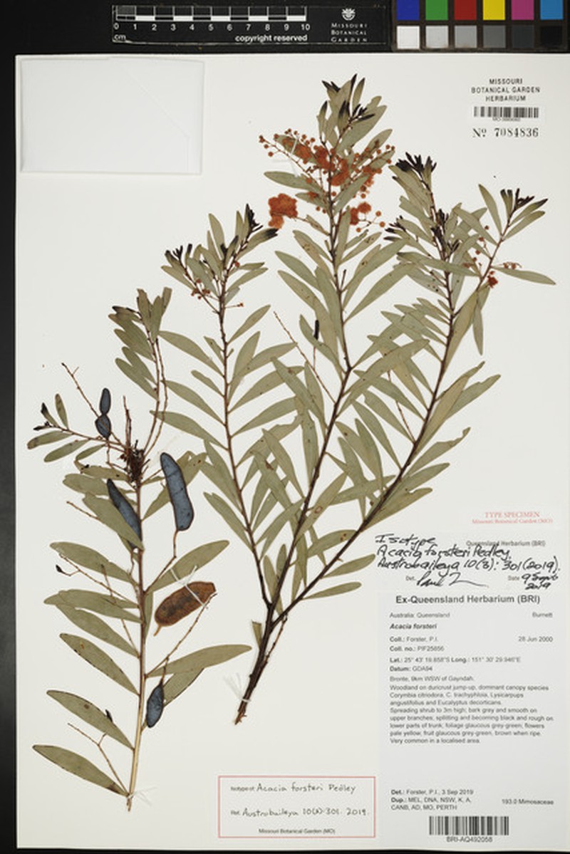 Acacia forsteri