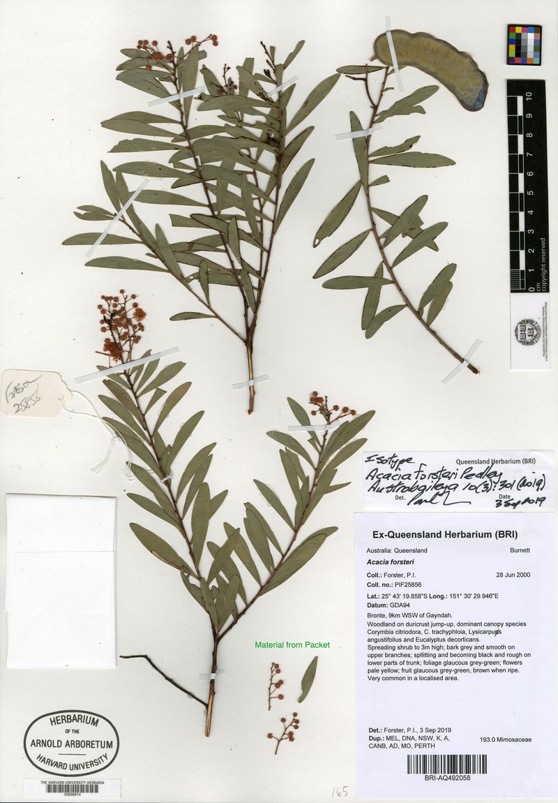 Acacia forsteri photo 2