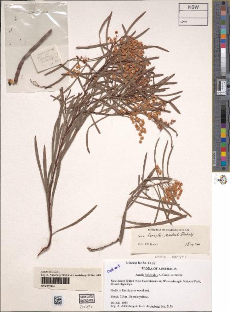 Acacia forsythii photo 2