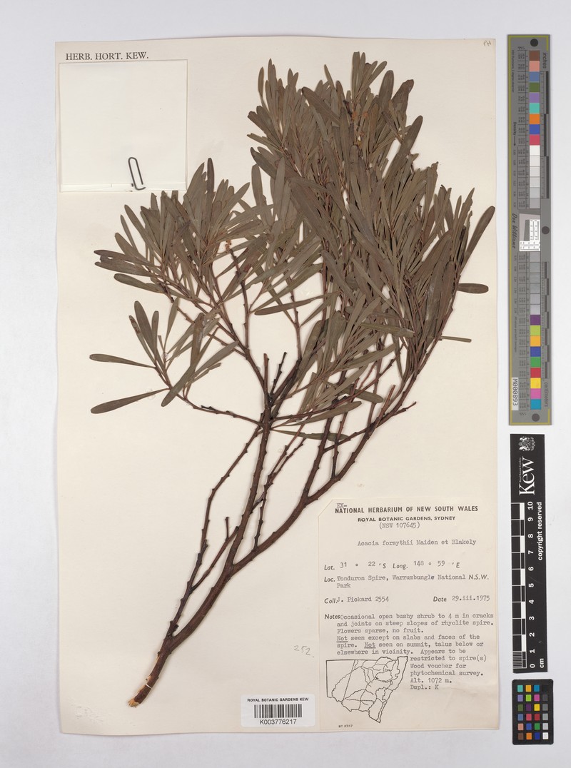 Acacia forsythii