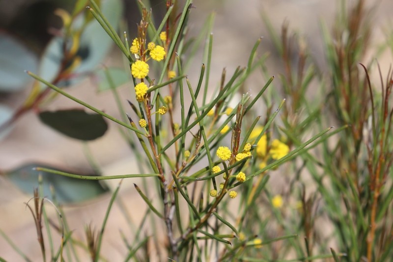 Acacia fragilis photo 3