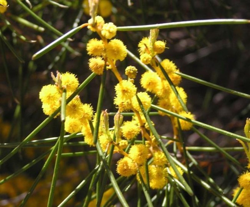 Acacia fragilis photo 4