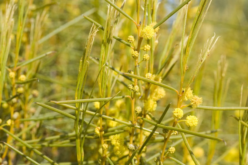 Acacia fragilis