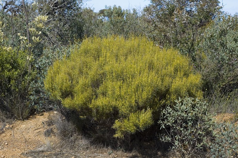 Acacia fragilis photo 2