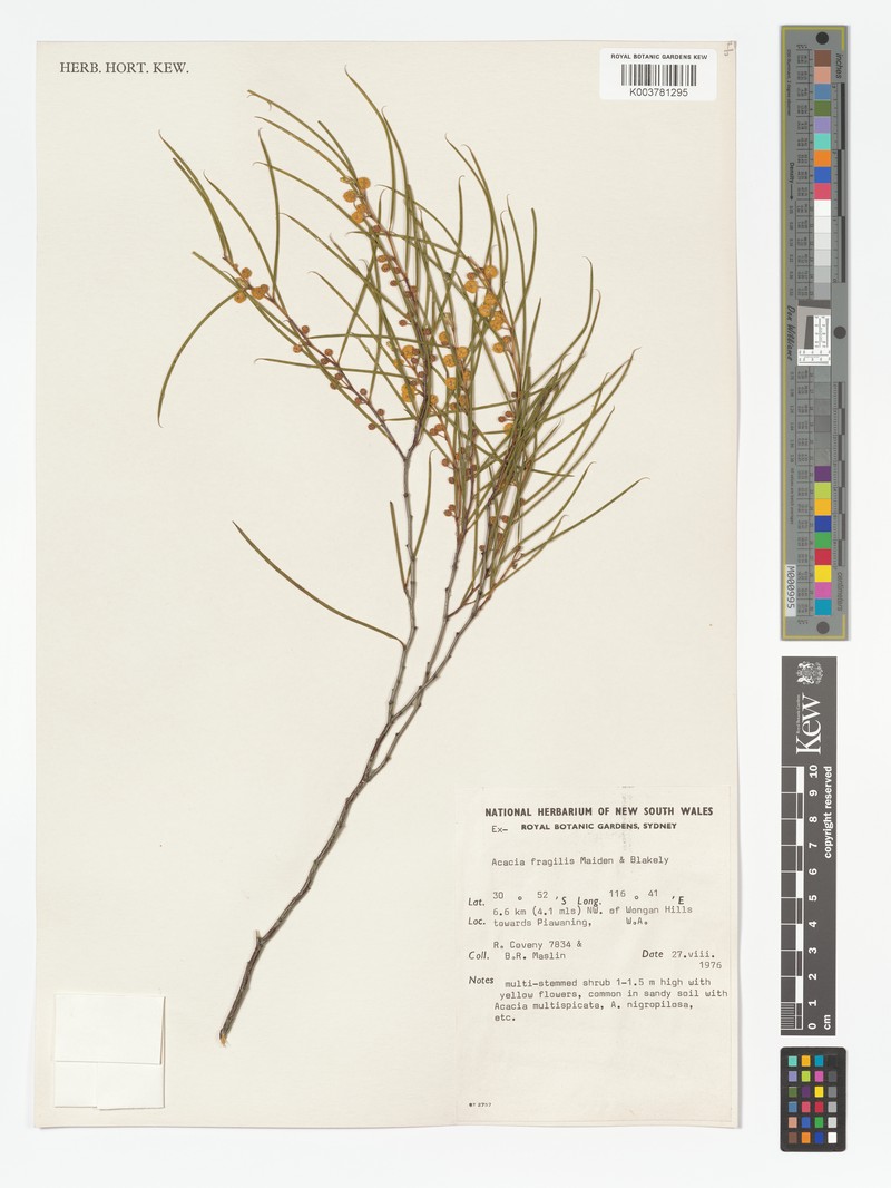 Acacia fragilis photo 3