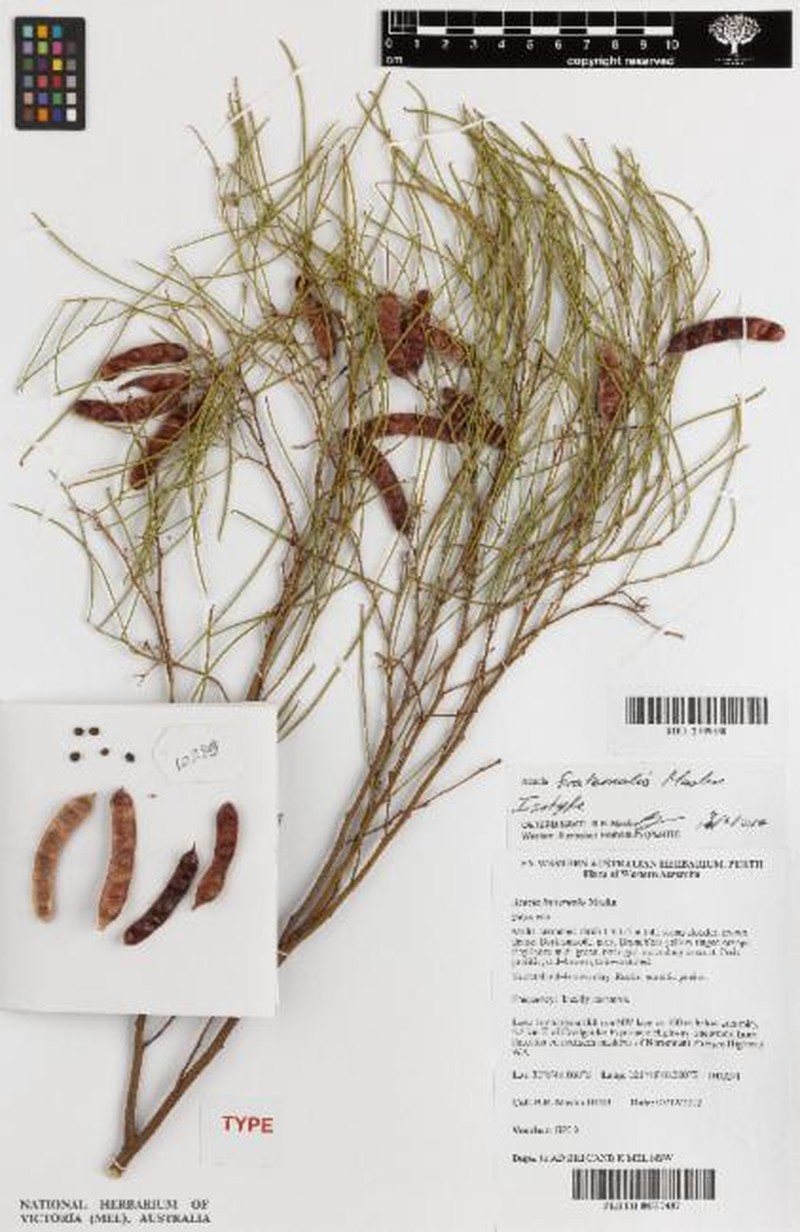Acacia fraternalis photo 3
