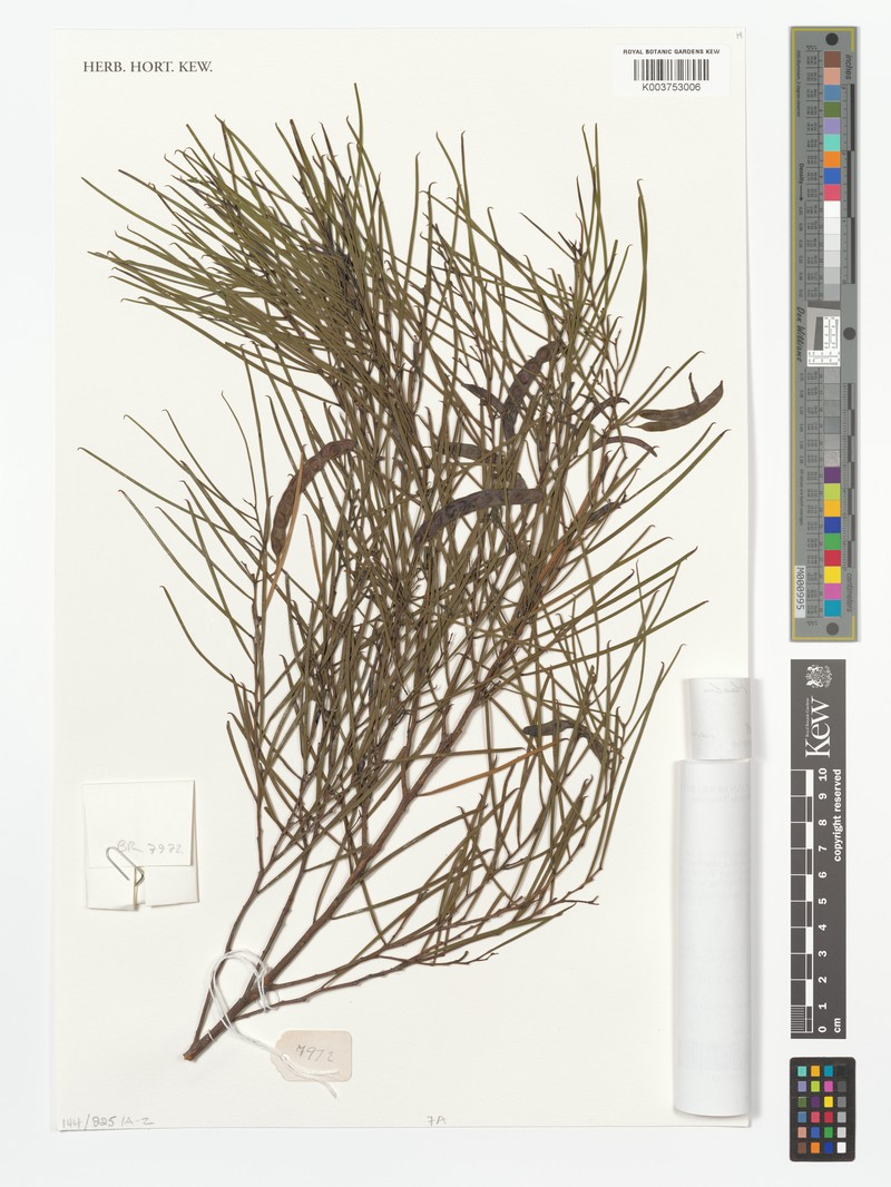 Acacia fraternalis