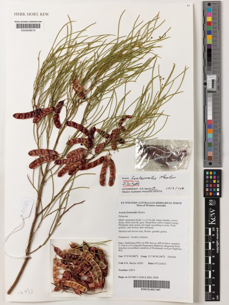 Acacia fraternalis photo 2