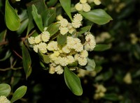 Acacia frigescens
