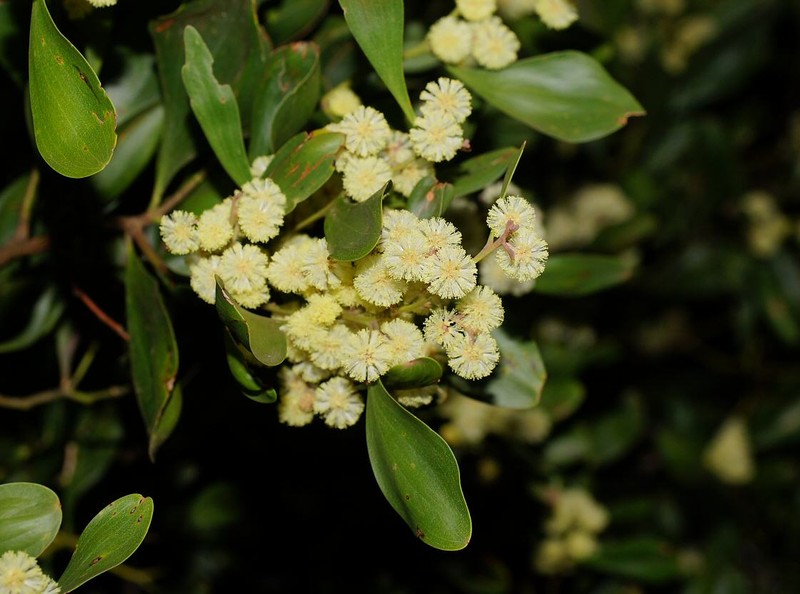 Acacia frigescens