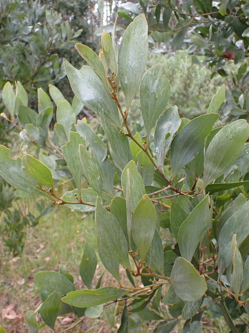 Acacia frigescens photo 2