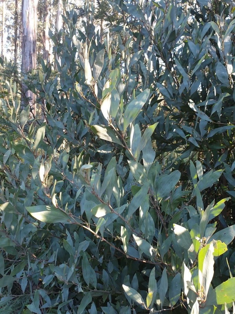 Acacia frigescens photo 3