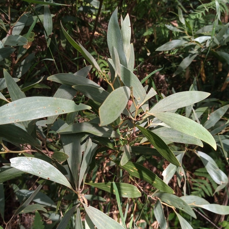 Acacia frigescens photo 4