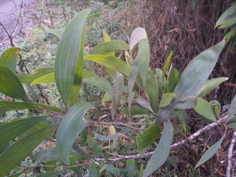 Acacia frigescens photo 5