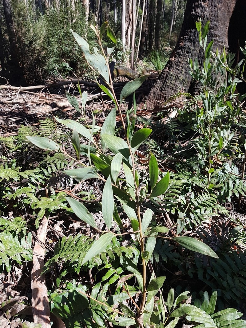 Acacia frigescens photo 6
