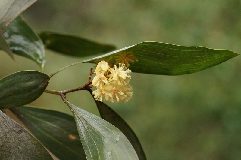 Acacia frigescens photo 7