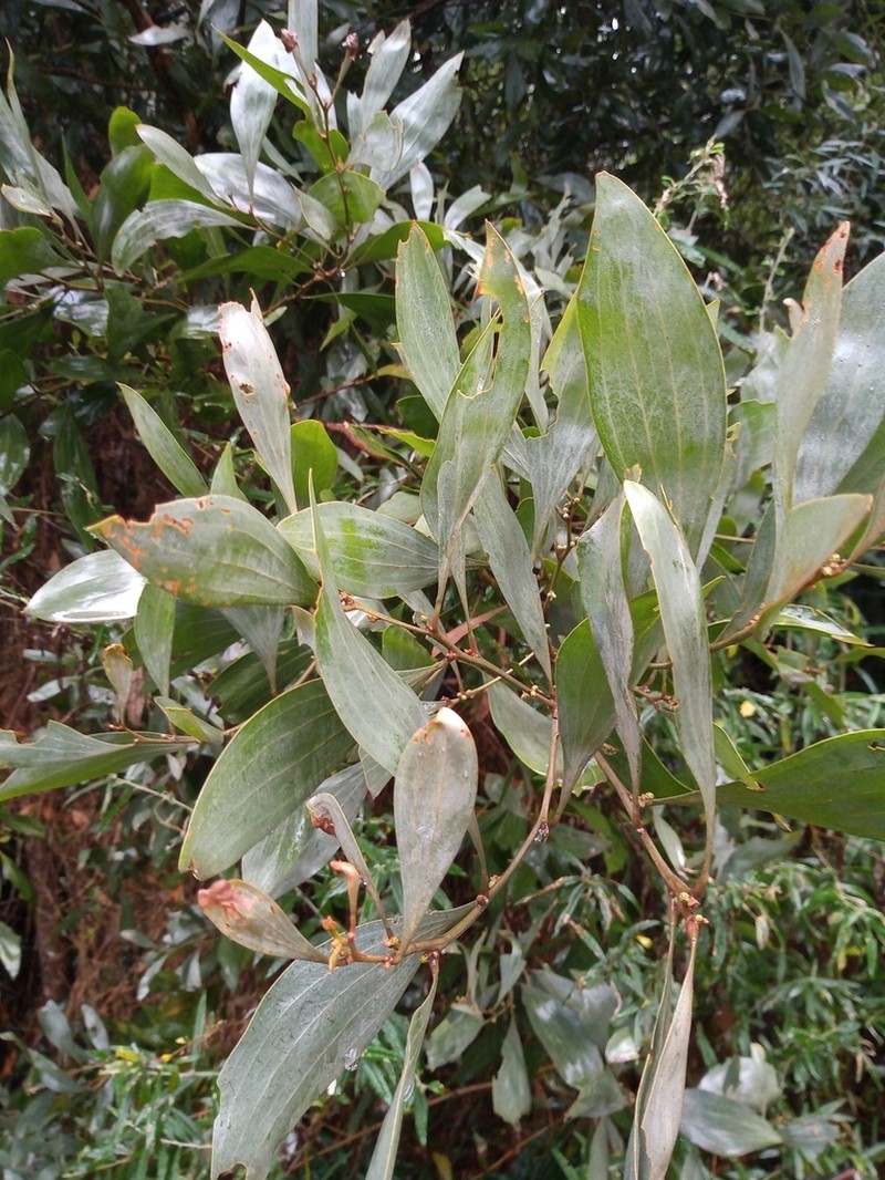 Acacia frigescens photo 8