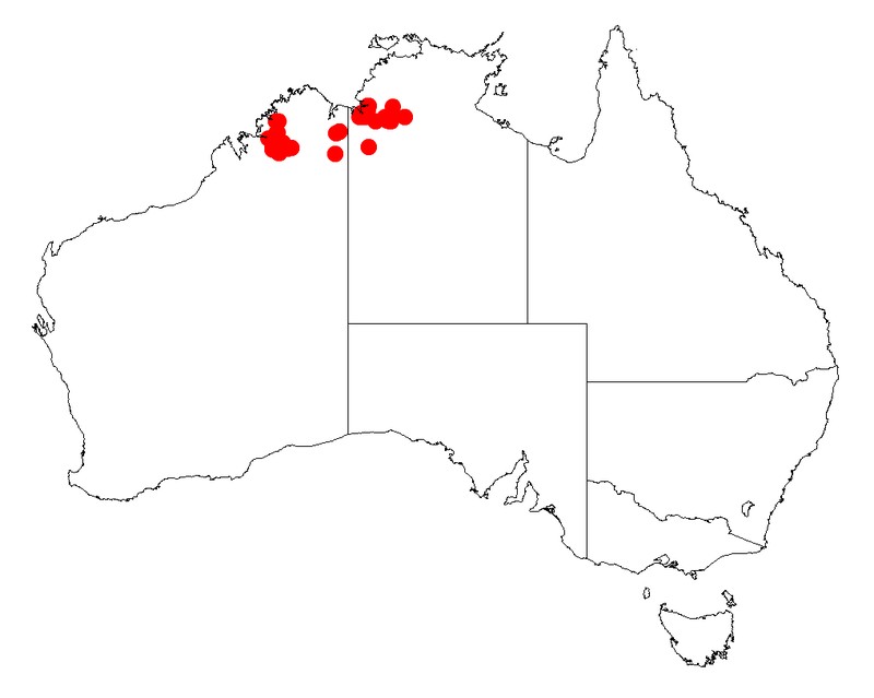 Acacia froggattii