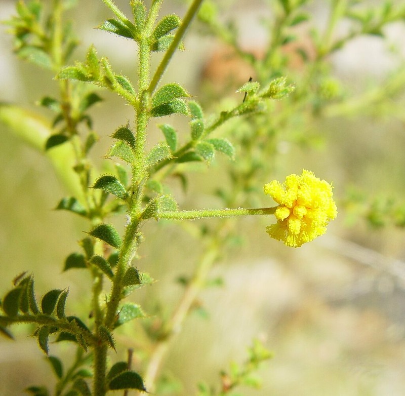 Acacia froggattii photo 2