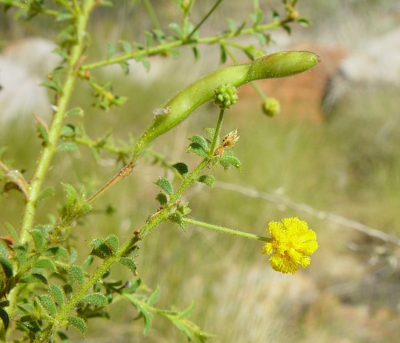 Acacia froggattii photo 3