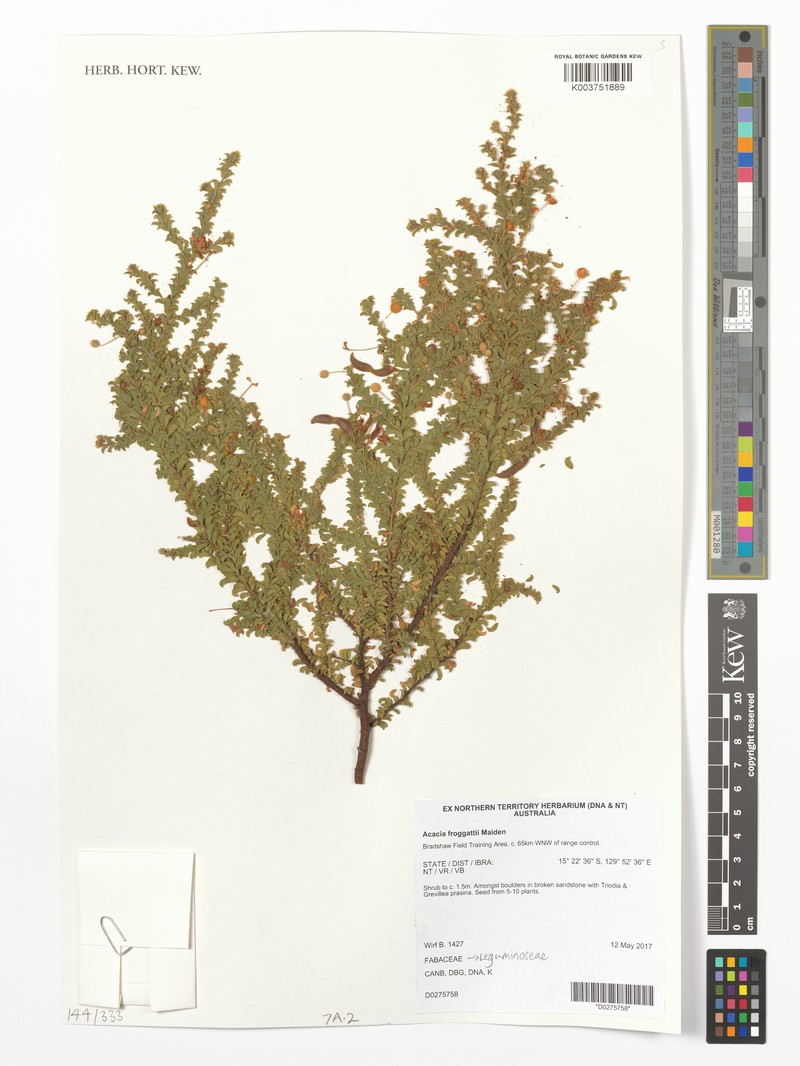 Acacia froggattii photo 4