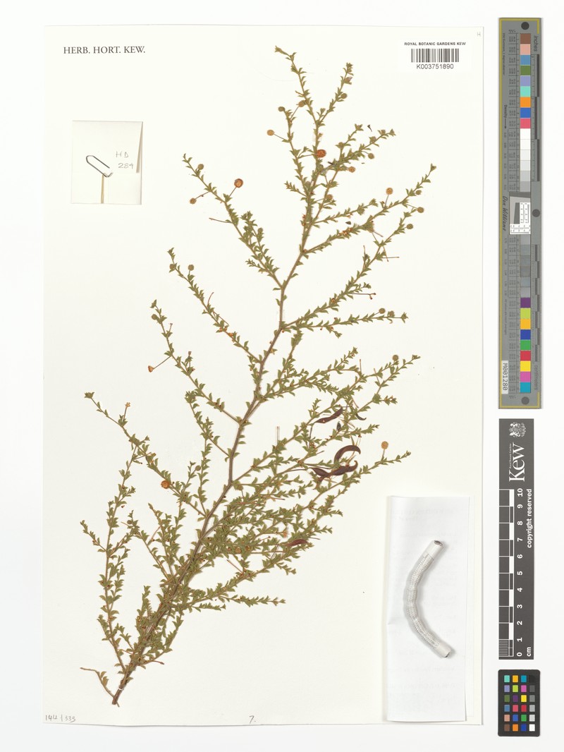 Acacia froggattii photo 5