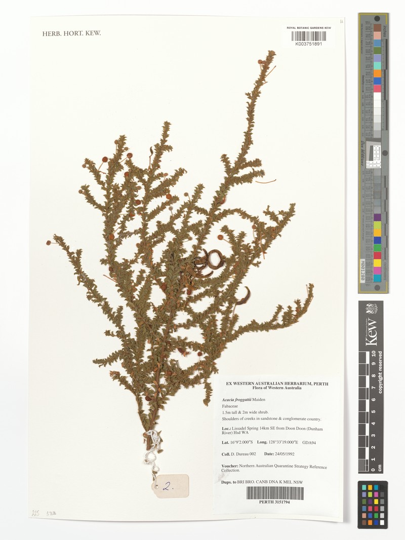 Acacia froggattii photo 6