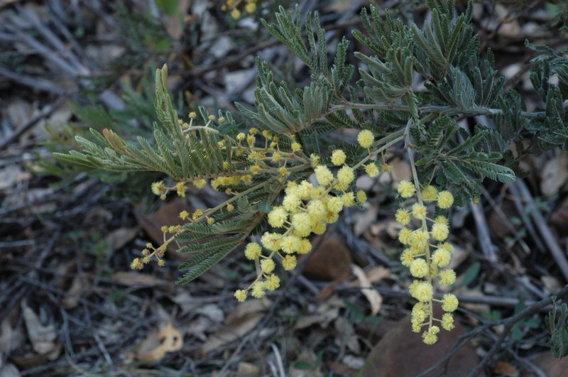 Acacia fulva