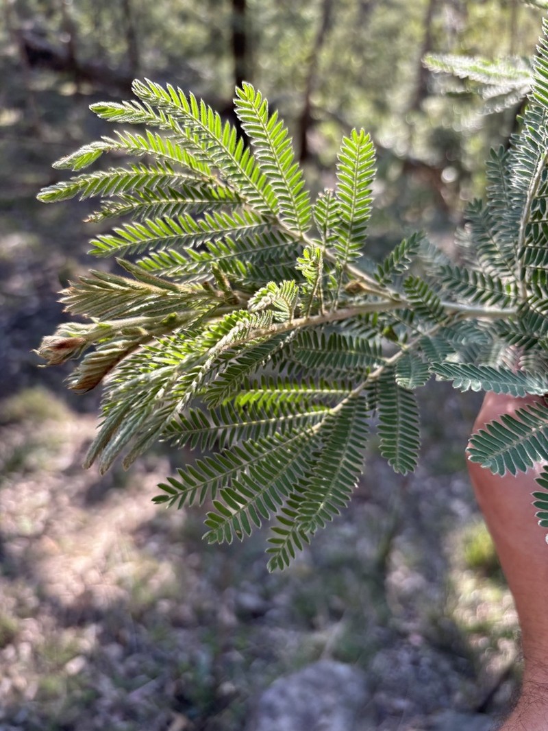 Acacia fulva photo 2