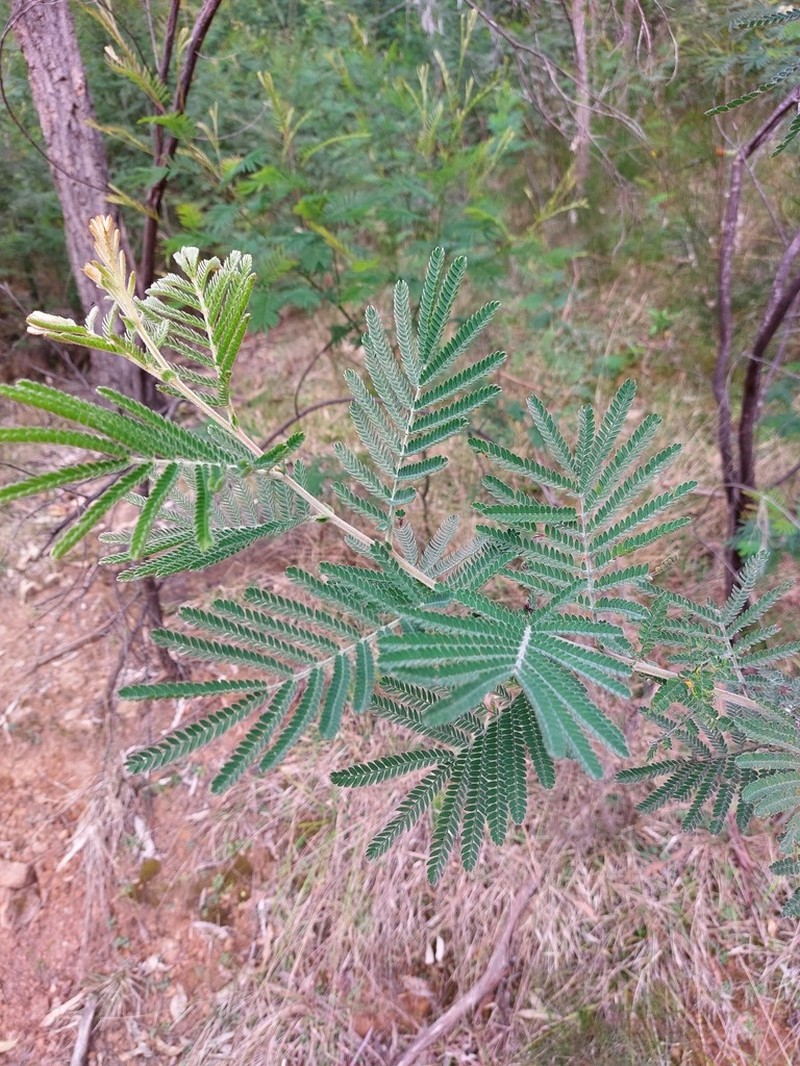 Acacia fulva photo 3