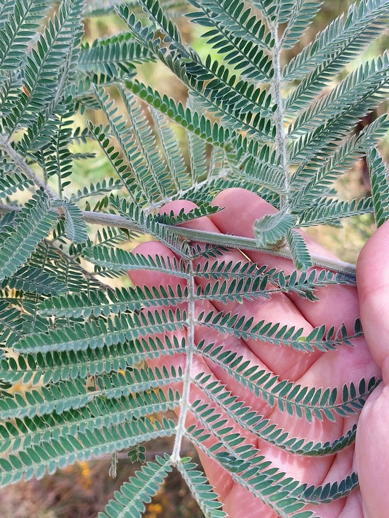 Acacia fulva photo 4