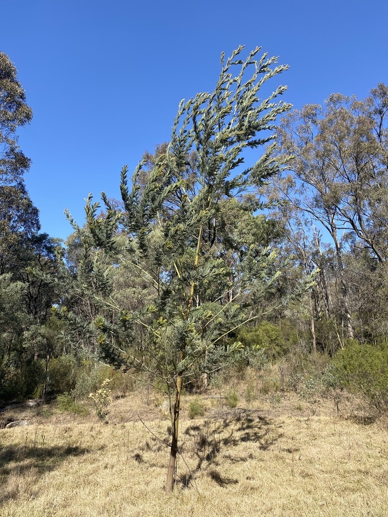 Acacia fulva photo 5