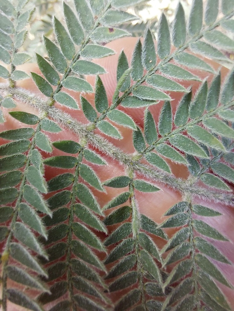 Acacia fulva photo 6
