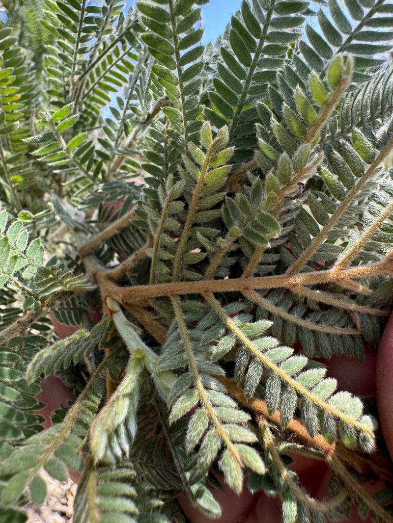 Acacia fulva photo 7