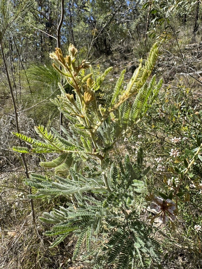 Acacia fulva photo 8