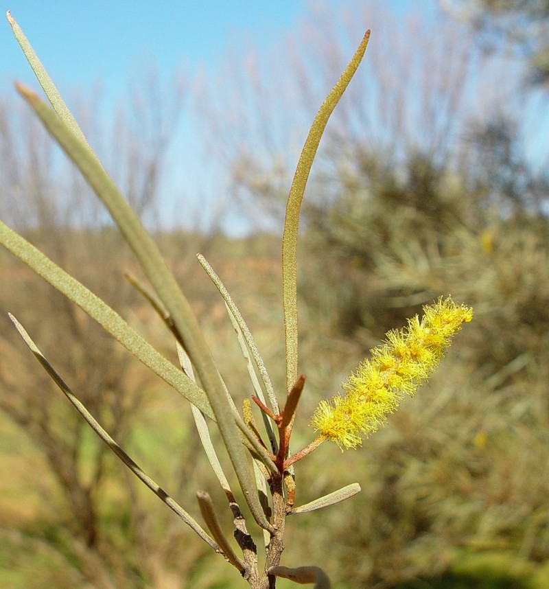 Acacia fuscaneura photo 4