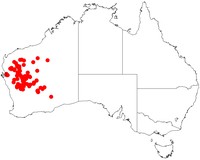 Acacia fuscaneura