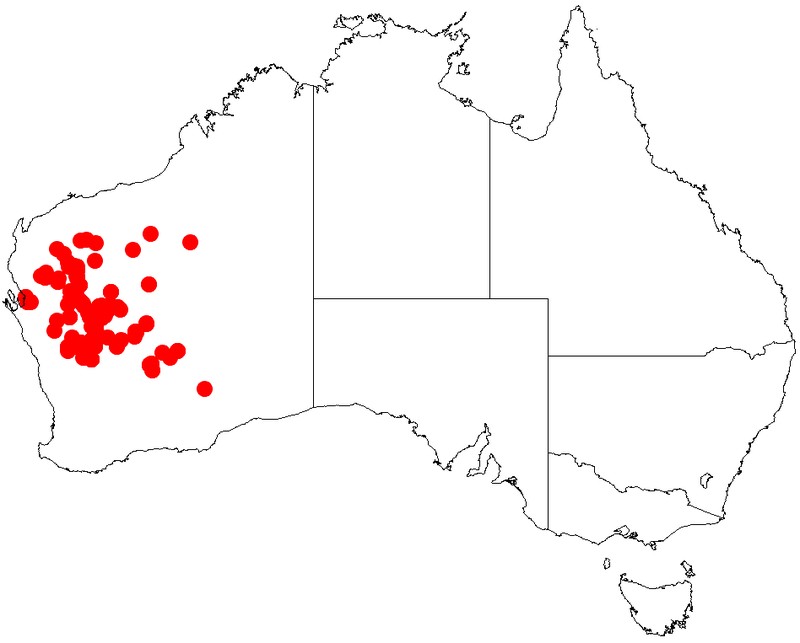 Acacia fuscaneura