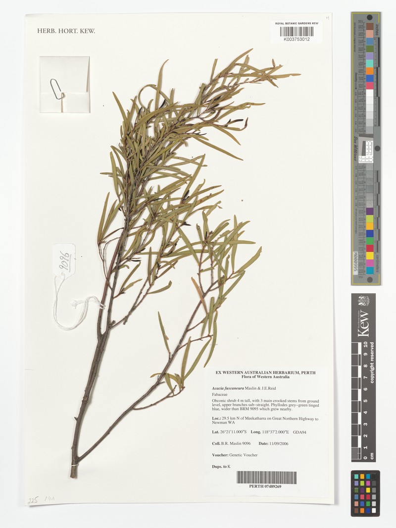 Acacia fuscaneura photo 2