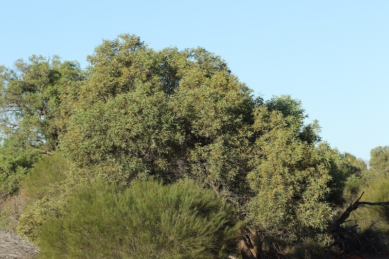 Acacia galeata photo 2