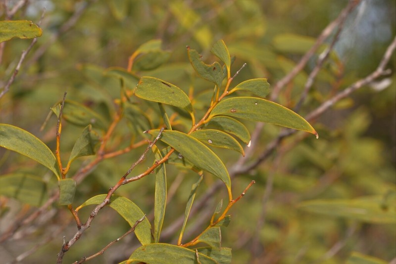 Acacia galeata photo 3
