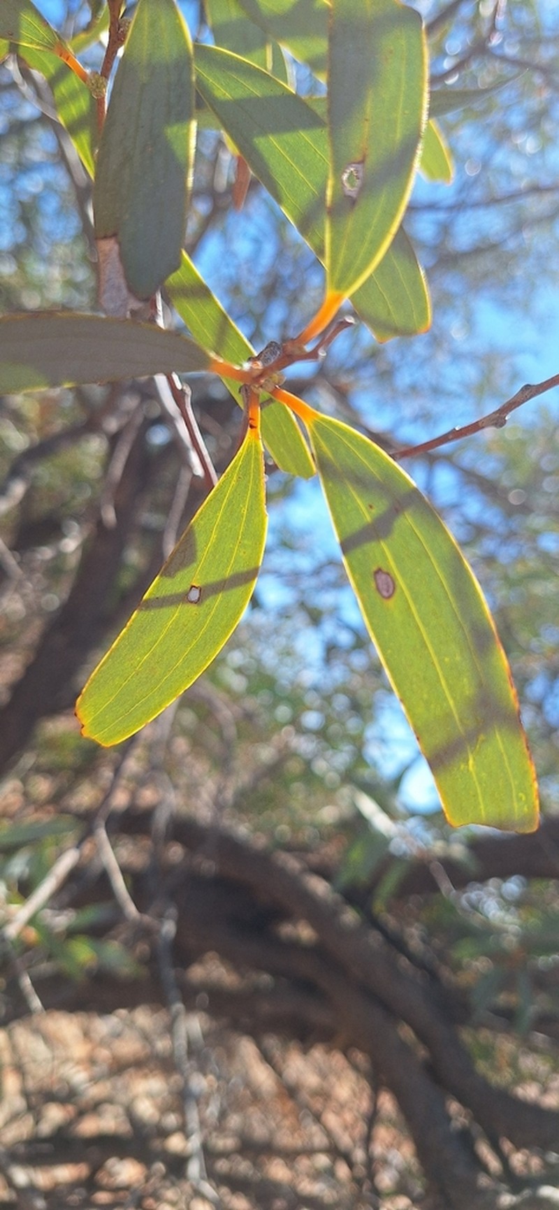 Acacia galeata photo 4