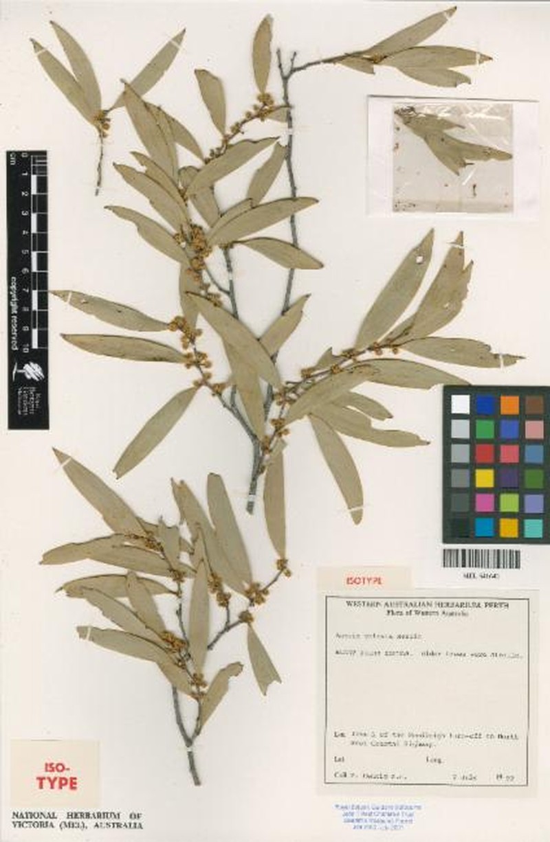 Acacia galeata photo 5