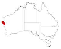Acacia galeata