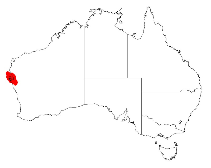 Acacia galeata