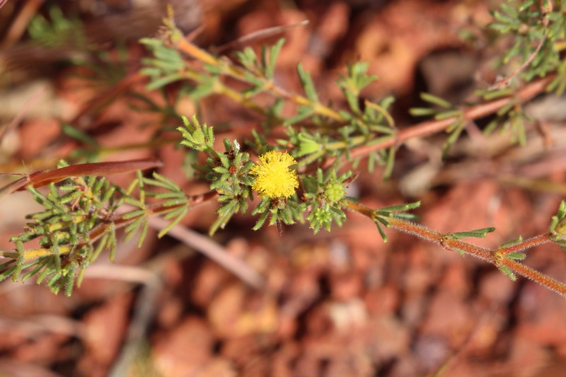 Acacia galioides photo 2