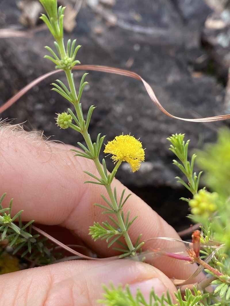 Acacia galioides photo 3