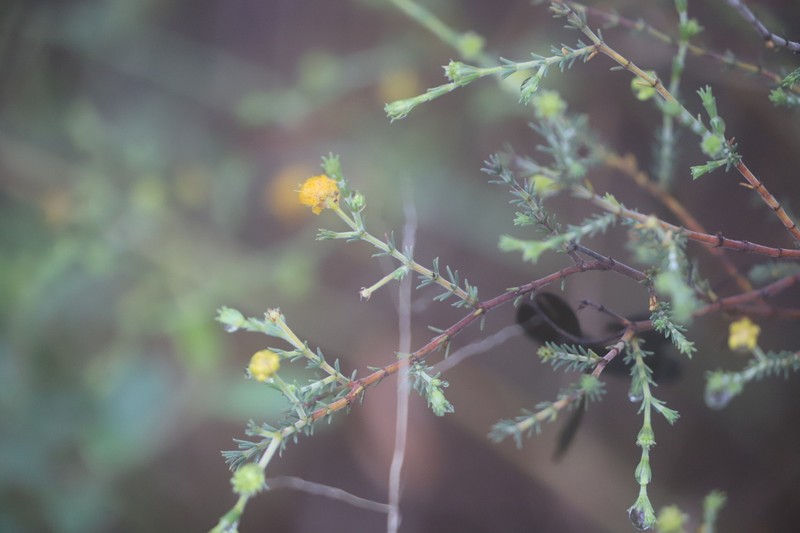 Acacia galioides photo 4